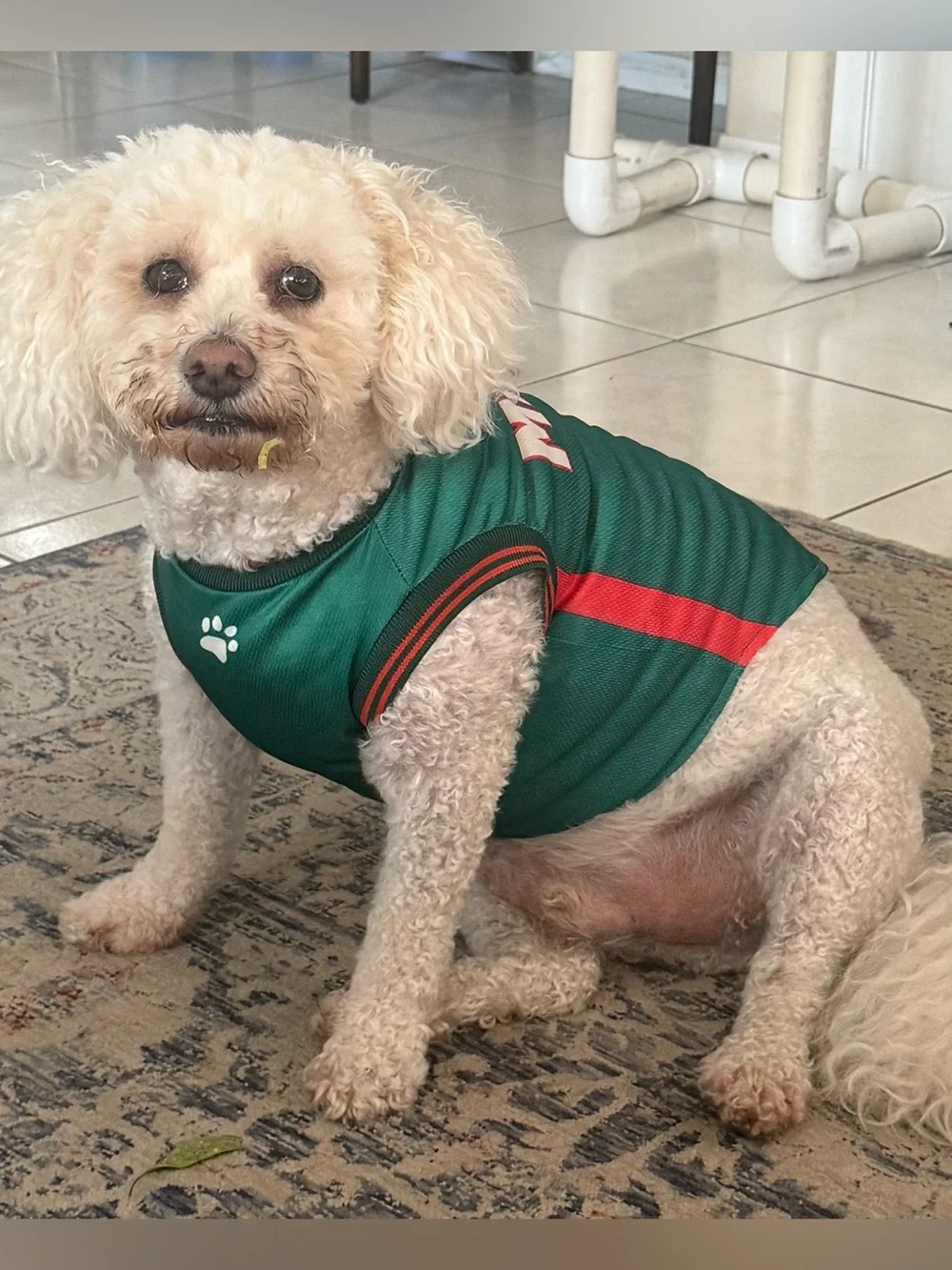 Mexico soccer jersey for 30 lb Dog